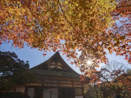 秋色に包まれる談山神社の風景 秋色に包まれる談山神社の風景 談山神社,紅葉,もみじの写真素材