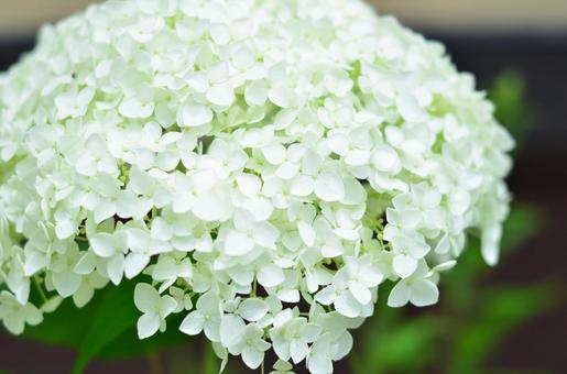 白い紫陽花 白い紫陽花 あじさい,アジサイ,アナベルの写真素材