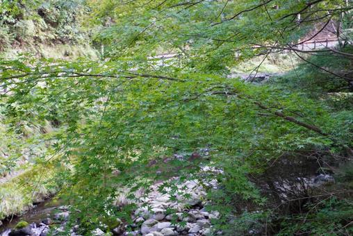 川辺のもみじ モミジ,川,葉の写真素材