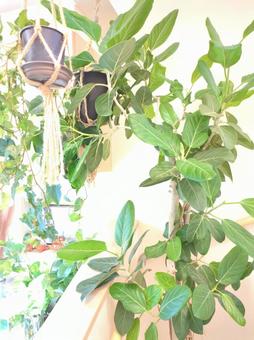 観葉植物 玄関〜吹き抜け 吊り下げ 観葉植物 玄関〜吹き抜け 吊り下げ 観葉植物,飾り付け,飾付の写真素材