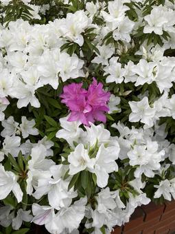 White and red azalea, JPG White and red azalea, JPG