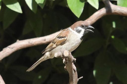とまり木スズメ 自然,野鳥,小鳥の写真素材