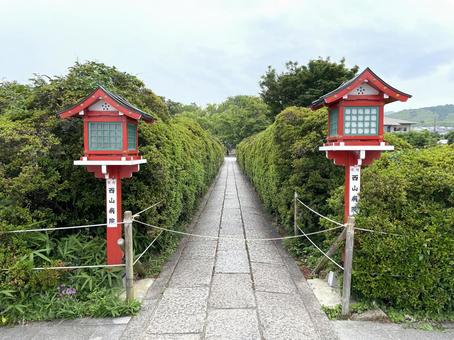 長岡天満宮 緑の小道 長岡天満宮 緑の小道 長岡天満宮,ながおかてんまんぐう,参道の写真素材