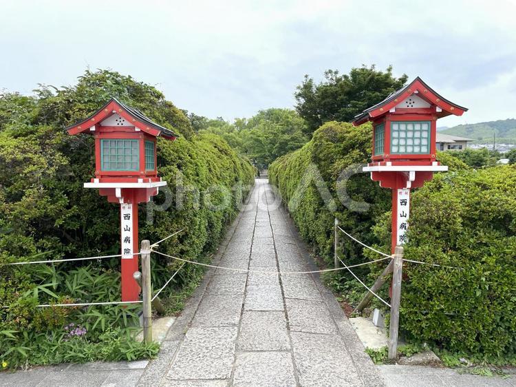 長岡天満宮　緑の小道 長岡天満宮,ながおかてんまんぐう,参道の写真素材