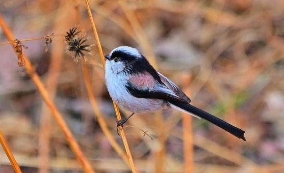 可愛いエナガ エナガ,可愛い,小さいの写真素材