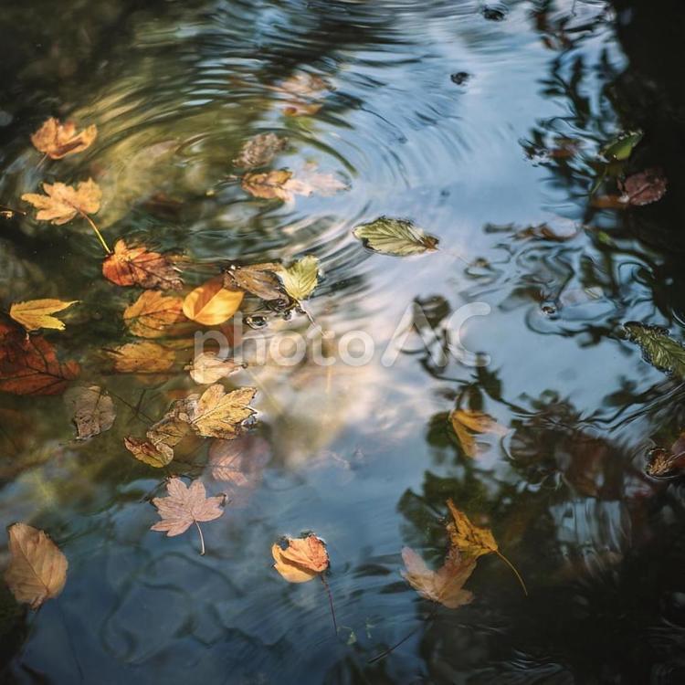 池に浮かぶ紅葉の葉と睡蓮の花 秋,落ち葉,水の写真素材