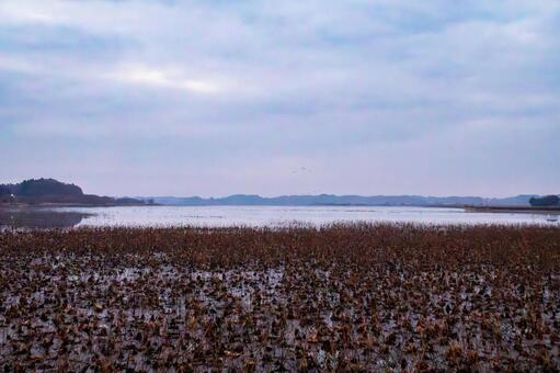 伊豆沼の朝(538) 伊豆沼,朝,夜明けの写真素材