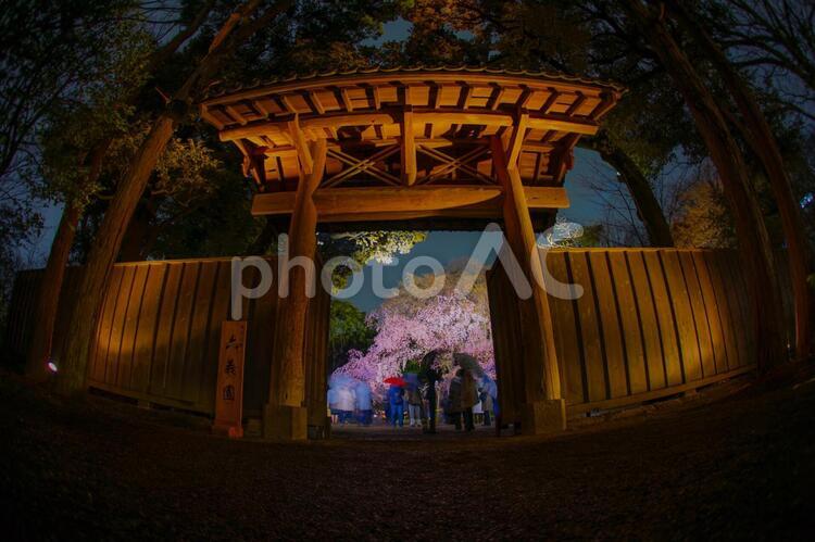 六義園の満開の枝垂れ桜 六義園,桜,枝垂れ桜の写真素材