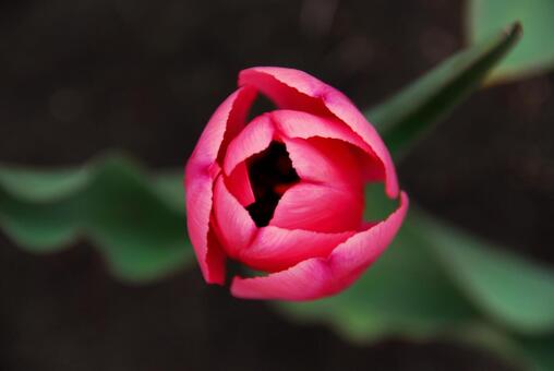 Tulip was blooming, spring, red, tulip, JPG