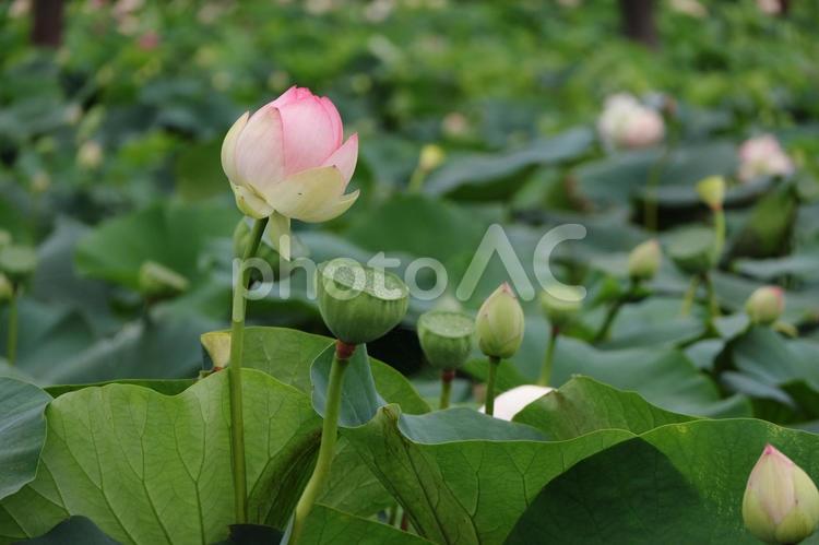 池の蓮の花 6月,ハス,蓮の写真素材