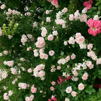 春のバラ園に咲く薔薇の写真