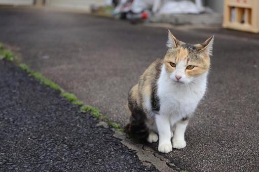 座って見る三毛白 猫,見つめる猫,三毛白の写真素材