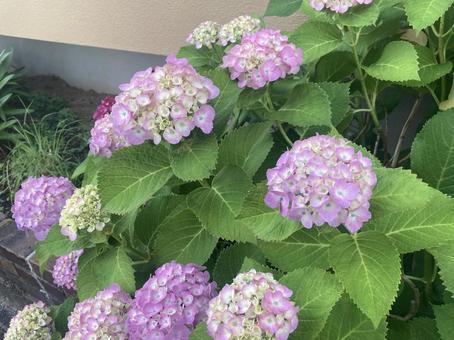 紫の紫陽花 紫の紫陽花 紫陽花,花,植物の写真素材