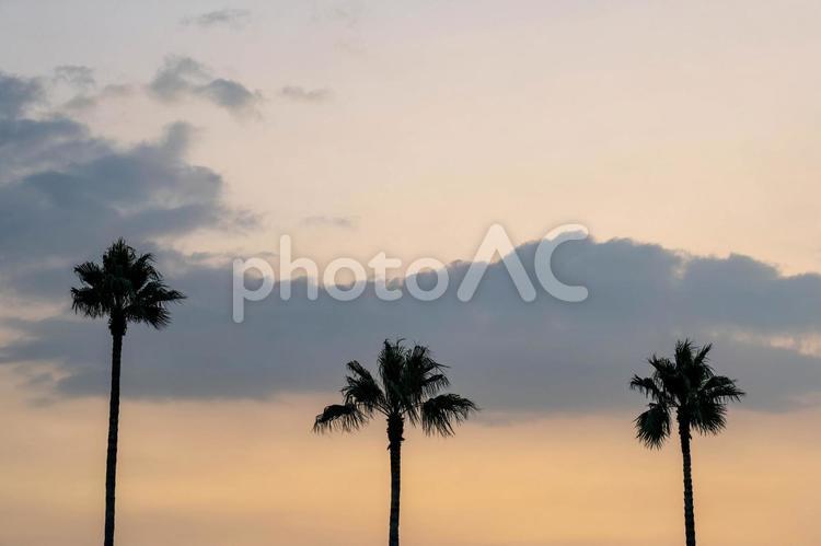 ヤシの木と夕焼け ヤシ,ヤシの木,夕方の写真素材