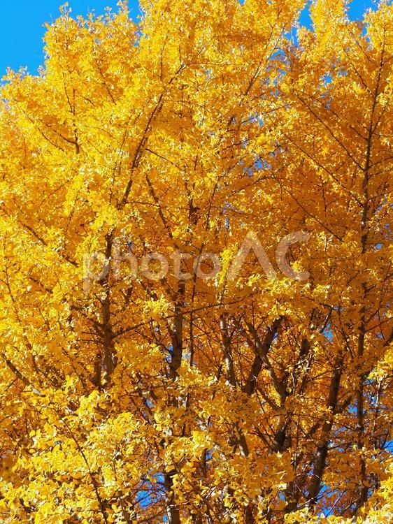 秋の航空公園の紅葉・銀杏の木（所沢市） 秋,所沢航空記念公園,紅葉の写真素材