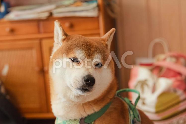 まったりご機嫌でくつろぐ柴犬 柴犬,しばいぬ,日本犬の写真素材