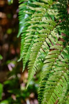 ベニシダ シダ,シダ植物,野草の写真素材