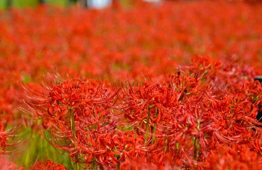 赤く咲き誇る彼岸花 彼岸花,花,植物の写真素材