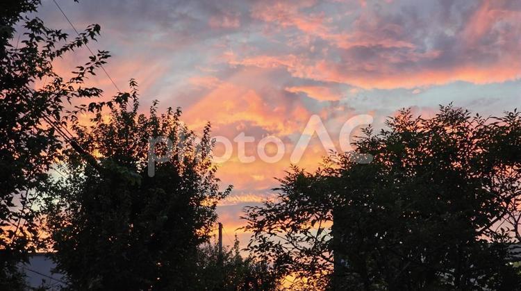 夕焼け空と木々 秋,空,夕方の写真素材