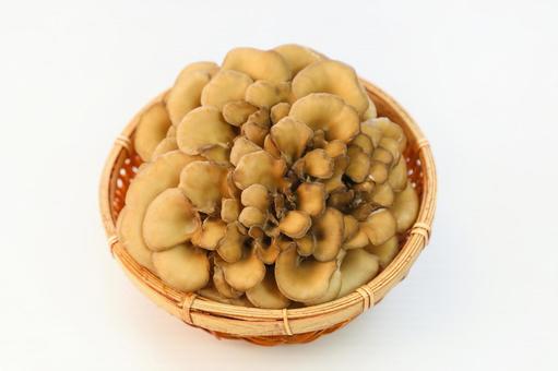 舞茸 舞茸の写真