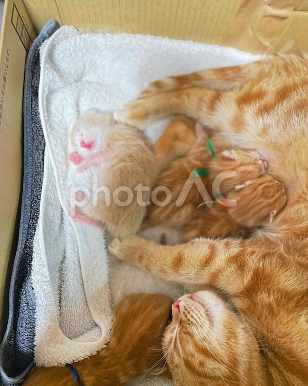母猫と子猫 こねこ,こねこ産まれたて,小さいの写真素材