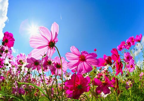 アニメのような鮮やかなコスモス畑 コスモス,アニメ,壁紙の写真素材