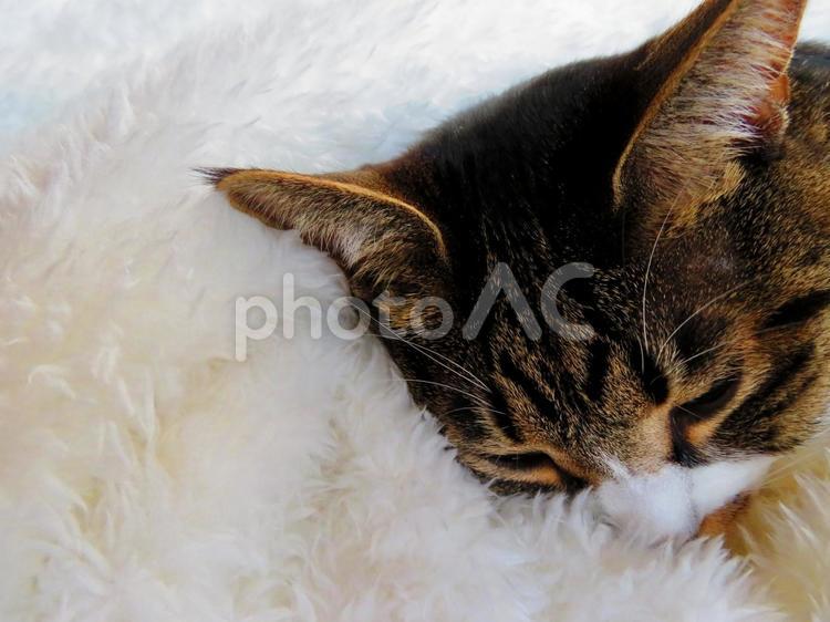 白いふわふわとかわいい猫 猫,かわいい,ペットの写真素材