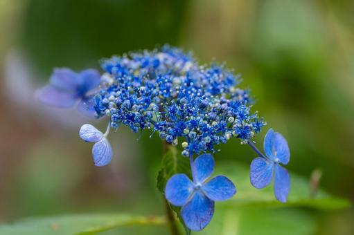 Tsumanogo Hydrangea Garden, JPG
