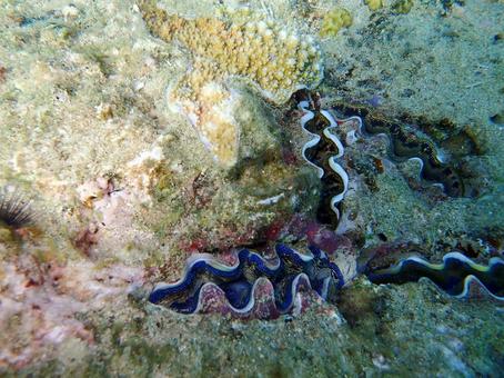 ヒメジャコ ヒメジャコ 海,魚,熱帯魚の写真素材