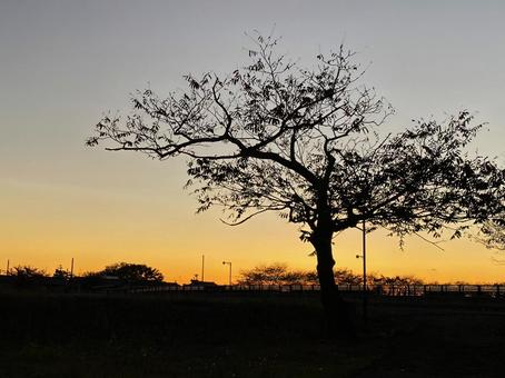 木のシルエット 木のシルエット 木,シルエット,夕暮れ時の写真素材