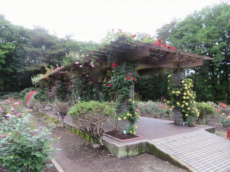 栃木県真岡市の井頭公園の薔薇園（バラ園） バラ園,薔薇園,公園の写真素材