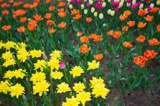 黄色とオレンジのチューリップ畑 黄色とオレンジのチューリップ畑 花,植物,赤色の写真素材