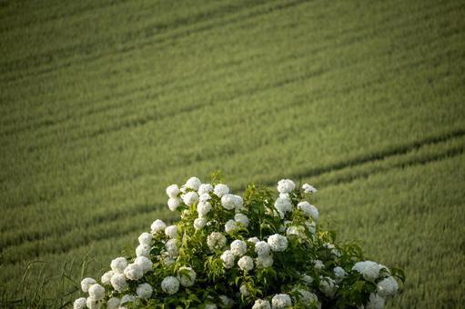 紫陽花の咲く畑 紫陽花の咲く畑 きれい,ゆとり,グリーンの写真素材