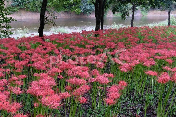 巾着田の曼珠沙華 曼珠沙華,彼岸花,巾着田の写真素材
