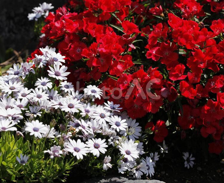 赤と白の讃歌 植物,花,庭の写真素材