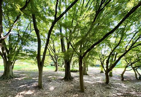 Photo, the trees, park, early summer, 