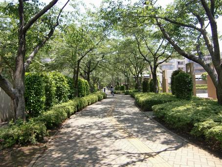 五月の緑風景-21の写真