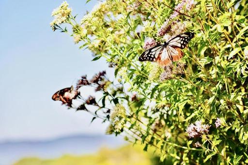見晴らし良い場所集まるアサギマダラの写真