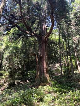 Photo, millennium cedar (cryptomeria japonica d. d.), fir, big trees, 