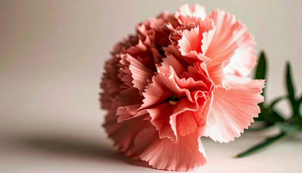 ピンクのカーネーションの写真