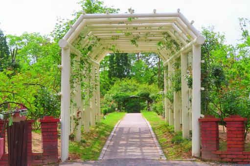 バラ園 バラ,バラ園,花の写真素材
