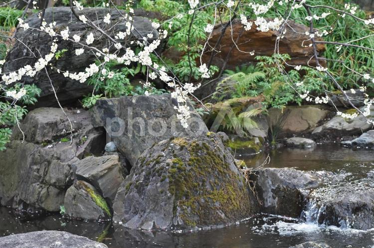 梅のある風景 花,梅,白梅の写真素材