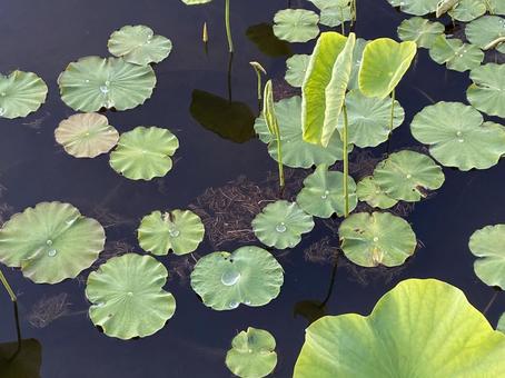 ハスの葉 露 ハスの葉 露 撥水,露,水滴の写真素材