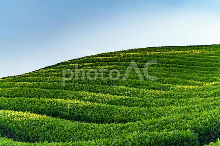 京都の茶畑　宇治茶3 茶畑,お茶の葉,風景の写真素材
