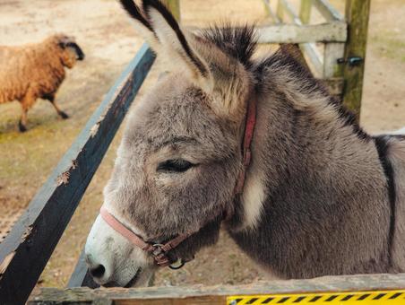 ロバ ロバ,欧米,ヨーロッパの写真素材