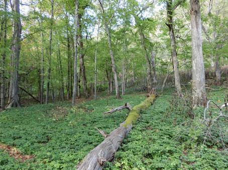 洞爺湖の中島自然道 山,自然,風景の写真素材