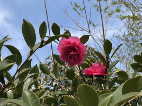 椿と空 椿と空の写真