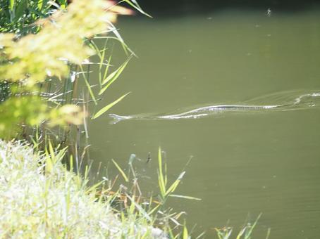 池を泳ぐ蛇 池を泳ぐ蛇の写真