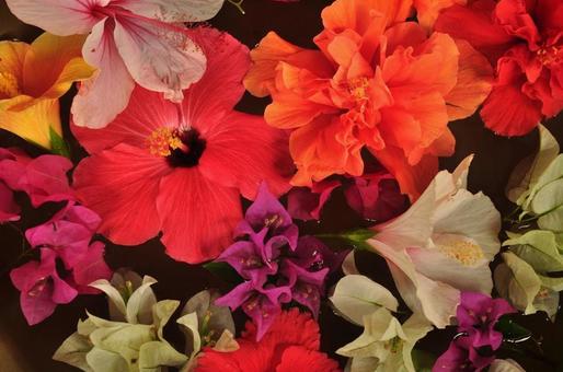 南国花 南国花の写真