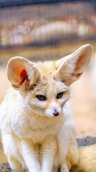 รูปถ่าย, fennec, สัตว์, นั่ง, 